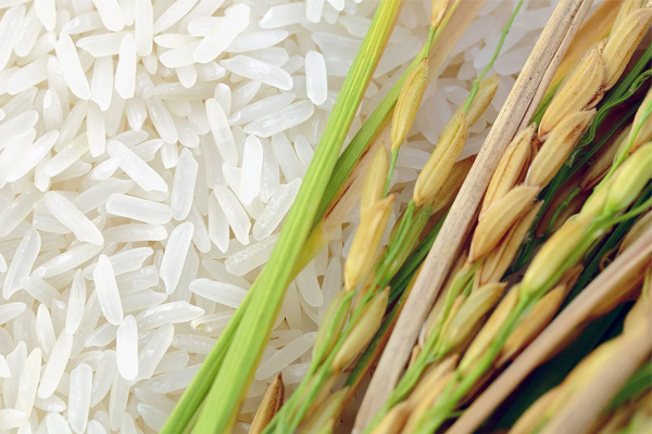 خرید برنج ایرانی درجه یک محلی