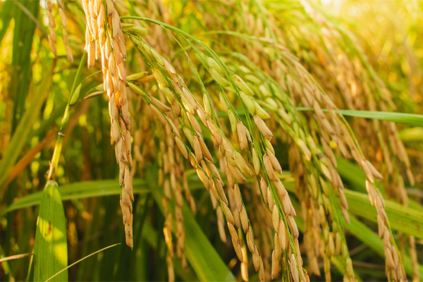 لیست قیمت و خرید انوع برنج ایرانی
