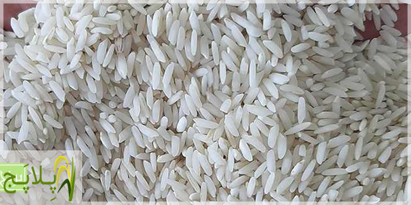 قیمت و خرید برنج بینام از کشاورز