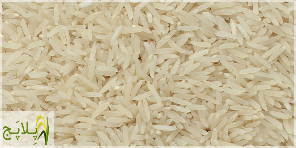 قیمت و خرید برنج طارم فجر سوزنی درجه یک