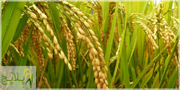 قیمت و خرید برنج بینام از کشاورز