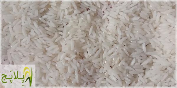 قیمت و خرید برنج امراللهی