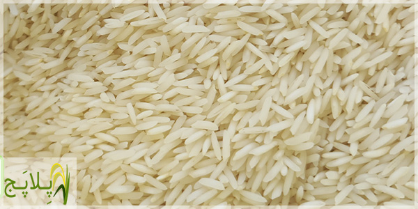 قیمت و خرید برنج شیرودی استخوانی