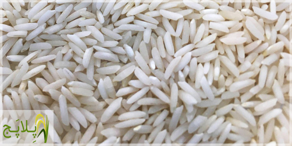 لیست قیمت و خرید برنج کشت دوم درجه یک